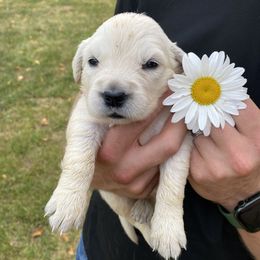Ruth - Golden Retriever puppy in Byron Center, Michigan from Little House on the Farmie