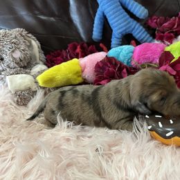 Dachshund Puppies from Gulfishan Kennels