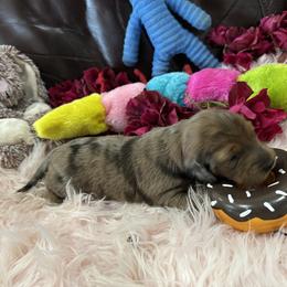 Dachshund Puppies from Gulfishan Kennels