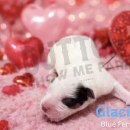 Glacier - Blue speckled female Australian Cattle Dog puppy in Oronogo, Missouri from Dutton's Show Me Farms