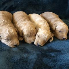 Goldendoodle and Springerdoodle Puppies from Springerdoodles Plus AZ
