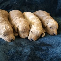 Goldendoodle and Springerdoodle Puppies from Springerdoodles Plus AZ