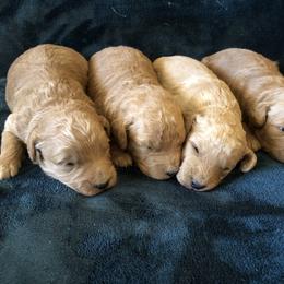 Goldendoodle and Springerdoodle Puppies from Springerdoodles Plus AZ