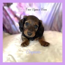 Caspian of Camelot (AKC Registerd Name) - Chocolate male Dachshund puppy in Scappoose, Oregon from Once Upon a Ween