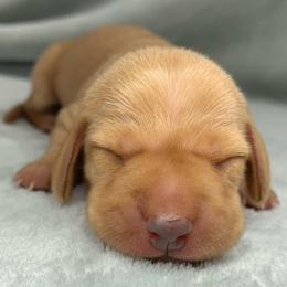 Female 2 - Red female Dachshund puppy in Birmingham, Alabama from LongBottomDachshunds