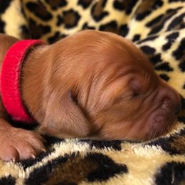 Golden Retriever Puppies from Bella Mia Goldens