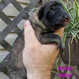 Ratite - Sable female German Shepherd puppy in Olean, New York from F&B Kennels