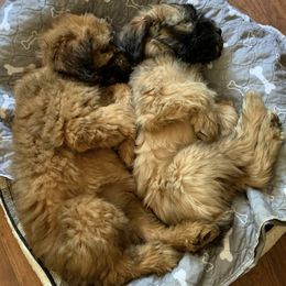 Soft Coated Wheaten Terriers from GalloRose Wheatens