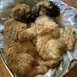 Soft Coated Wheaten Terriers from GalloRose Wheatens