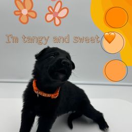 German Shepherd Puppies from Devon Rugerio's German Shepherds