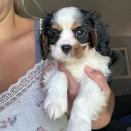 Tricolor boy - Tri-color male Cavalier King Charles Spaniel puppy in South Carolina from Columbia Cavaliers