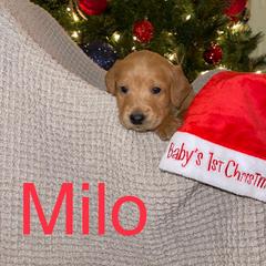 Milo - Labradoodle puppy in Warfordsburg, Pennsylvania from Black Oak Forrest Doodles