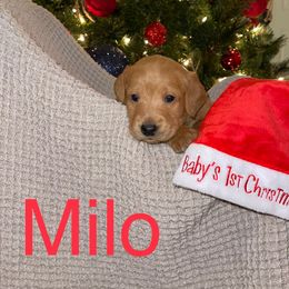 Milo - Labradoodle puppy in Warfordsburg, Pennsylvania from Black Oak Forrest Doodles