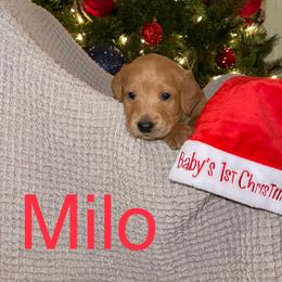 Milo - Labradoodle puppy in Warfordsburg, Pennsylvania from Black Oak Forrest Doodles