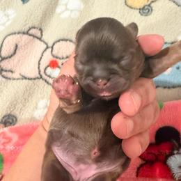 Canela - Liver and white female Shih Tzu puppy in Bakersfield, California from Little pumpkin Shih Tzu’s