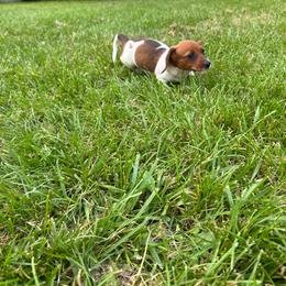 Girl 2 - Piebald female Dachshund puppy in Plato, Missouri from David & Stacey's Dachshunds