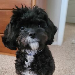 Cavalier King Charles Spaniel and Cavapoo All Grown Up from Terrace Cavaliers and Cavapoo’s
