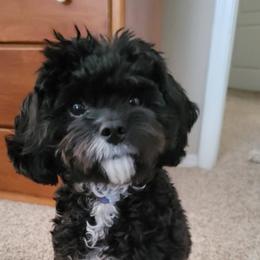 Cavalier King Charles Spaniel and Cavapoo All Grown Up from Terrace Cavaliers and Cavapoo’s