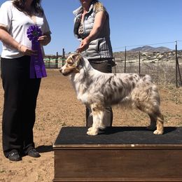 Dori - Australian Shepherd