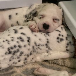 Dalmatian Puppies from Dalmatians of Rutland Ranch