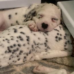 Dalmatian Puppies from Dalmatians of Rutland Ranch
