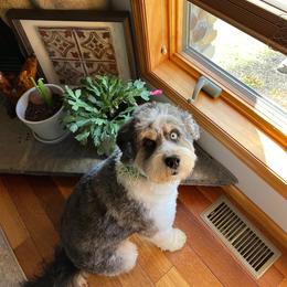 Aussiedoodle and Bernedoodle Puppies from Steindoodles
