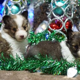 Rottweiler and Shetland Sheepdog Puppies from Mountain High Kennels