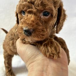 Ice - Red and white female Cockapoo puppy in Adrian, Oregon from ApplebyFarm