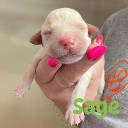 Sage - Yellow female Labrador Retriever puppy in Lucasville, Ohio from Backwoods Labradors