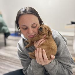 Golden Retriever Puppies from Revival Retrievers