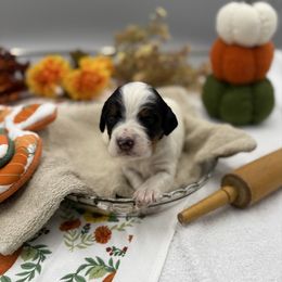 Denver - Blue belton and tan (tri-color) male English Setter puppy in Rogers, Ohio from StoneyBrook Setters
