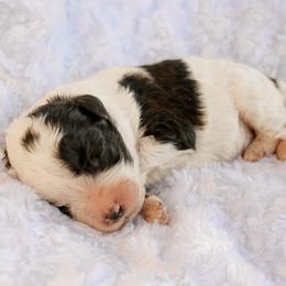 Labradoodle puppies from Doodles & Co