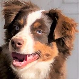 Miniature Australian Shepherd All Grown Up from Eagle Creek Aussies