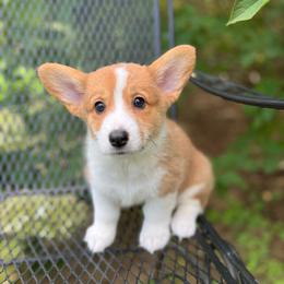 Pembroke Welsh Corgi puppies from Rose Brier Pembroke Welsh Corgis
