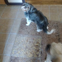 Bababell - Shih Tzu