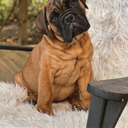 Bullmastiff and French Bulldog Puppies from Big Bully Nation