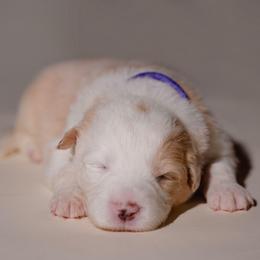 Tootsie - White and gold female Border Collie puppy in Fresno, California from Alpine Tails