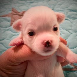 Chihuahua Puppies from TipTop Chihuahuas