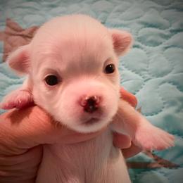 Chihuahua Puppies from TipTop Chihuahuas