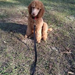 Poodle Puppies from Deborah Busch Poodles