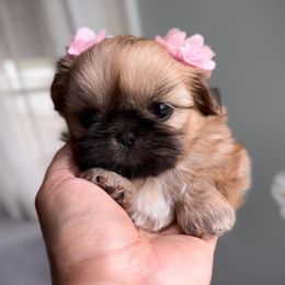 Aurora Belle (S6,999) - Gold female Shih Tzu puppy in Frederick, Maryland from Shih Tzu Puppy in Maryland