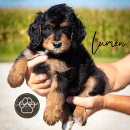 Lumen - Tri-color female Bernedoodle puppy in Allerton, Iowa from Jewell Kennels