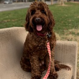 Foxy - Australian Labradoodle
