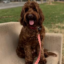 Foxy - Australian Labradoodle