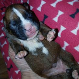 Hailey - Fawn female Boxer puppy in Cannon Falls, Minnesota from Pattys Boxers and Bulldogs