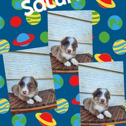 Saturn - Red merle male Miniature Australian Shepherd puppy in Lubbock, Texas from Texas Bluebonnet Herders