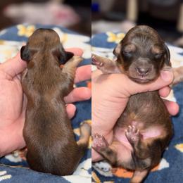 Mike - Cream male Dachshund puppy in Hornbeck, Louisiana from A&Z Mini Dachshunds