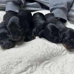 Dachshund puppies from Rodina Kennels