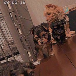 Yorkipoo and Yorkshire Terrier Puppies from Bougie Paws LLC