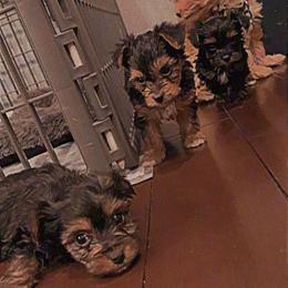Yorkipoo and Yorkshire Terrier Puppies from Bougie Paws LLC